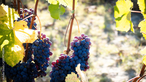 Cuadro en lienzo landscapes of the Langhe in Piedmont with vineyards during summer before autumn