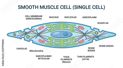 Cuadro en lienzo Detailed illustration of a smooth muscle cell with labeled components including nucleus, mitochondria, and cell membrane on a white background