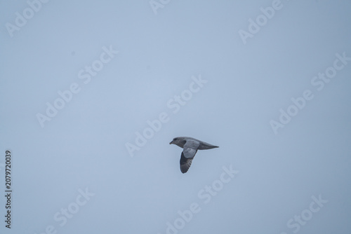 фотографія Northern fulmar (Fulmarus glacialis) in flight in Gnalodden, Svalbard, Norway