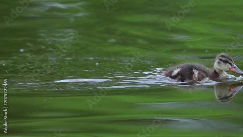 Cute Fluffy Mallard Duckling Swimming on Pond Water and Foraging for Food
