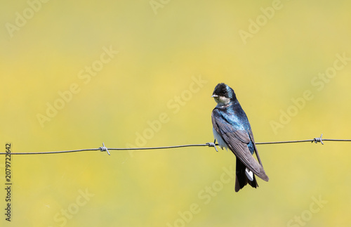 Foto Male Tree Swallow on wire with blurred  yellow wildflower background
