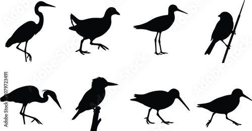 Bird Silhouettes Featuring Diverse Species and Postures for Wildlife and Design Projects