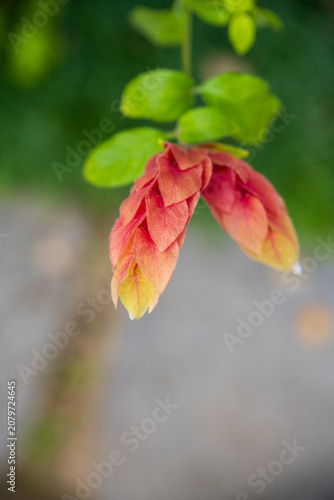 Obraz na plátně A shrimp plant with red and orange bracts growing on a branch.