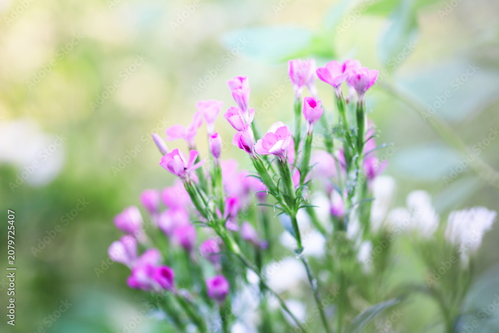 Fototapeta premium 淡い緑の背景とピンクの草花