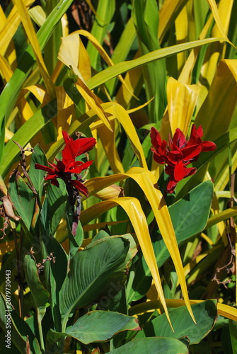 Red tropical flowers blooming among green and yellow foliage in garden. Vibrant exotic blossoms, lush botanical background, ornamental plants, nature photography, and tropical landscape concept.
