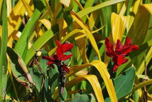 Red tropical flowers blooming among green and yellow foliage in garden. Vibrant exotic blossoms, lush botanical background, ornamental plants, nature photography, and tropical landscape concept.
