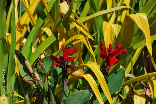Red tropical flowers blooming among green and yellow foliage in garden. Vibrant exotic blossoms, lush botanical background, ornamental plants, nature photography, and tropical landscape concept.
