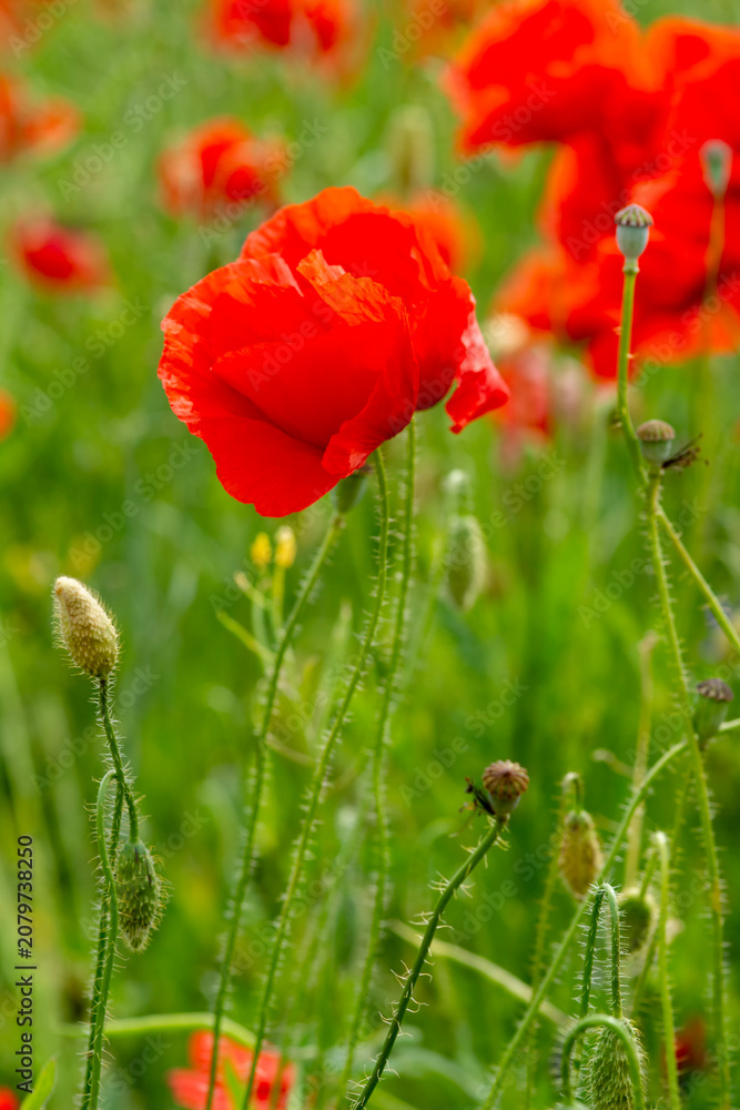 Fototapeta premium Close-up of vibrant red poppy flowers in a green field