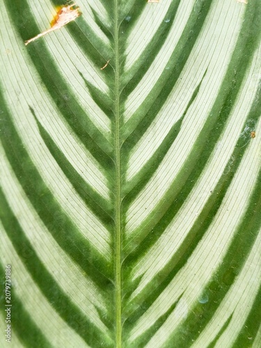 Vertical macro shot of Calathea leaf texture with striped natural pattern