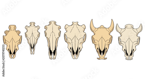 Canvastavla Collection of animal skulls, including bull skulls with horns, isolated on white background