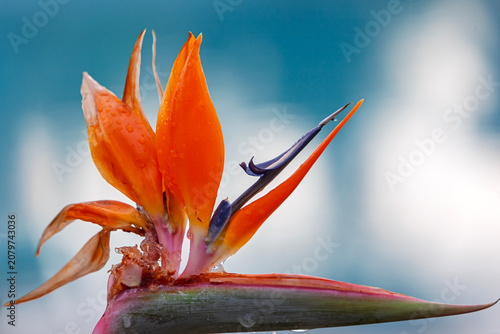 Foto Paradiesvogelblume (Strelitzia reginae)