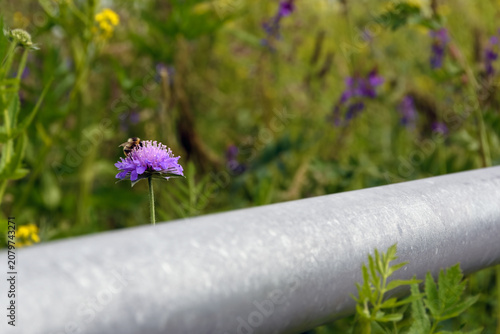 A honey bee collecting pollen from a purple field scabiosa flower, blooming next to a metal highway guardrail in the countryside during summer