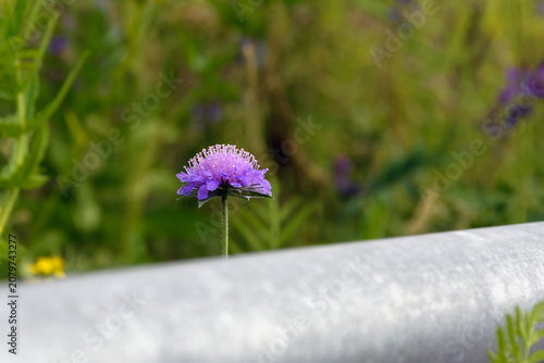 A single purple field scabiosa flower blooming next to a metal highway guardrail in the countryside during summer
