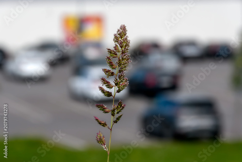 A single seed head of wild grass (likely brome grass) in sharp focus, standing prominently against a heavily blurred background of a parking lot and a roadside advertising billboard in Jõhvi, Estonia