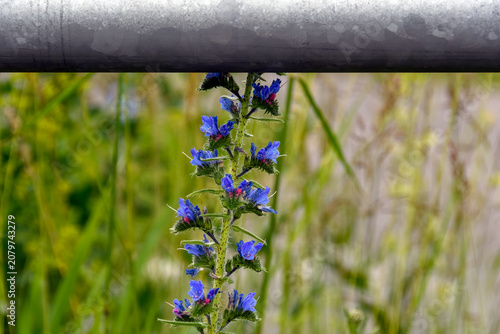 A vibrant blue viper's bugloss flower growing upwards and being interrupted by a metal pedestrian guardrail in an urban landscape