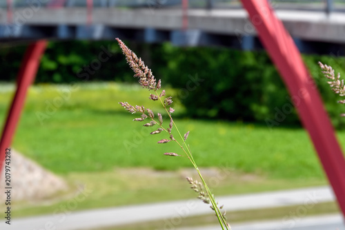 A single wild grass seed head positioned within the geometric frame created by the red structural supports and span of a modern pedestrian bridge in a park setting