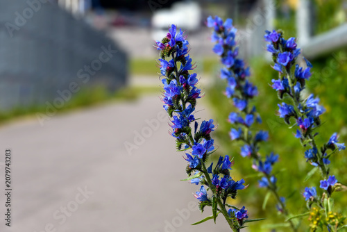 Vibrant blue viper's bugloss flowers blooming along an urban roadside, with a soft-focus background providing ample negative space for text