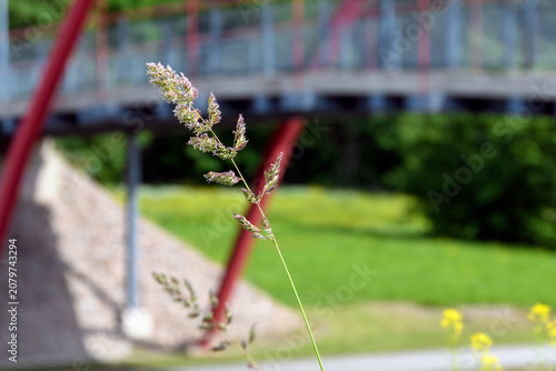 A wild grass seed head in sharp focus crossing the blurred red structural support of a modern pedestrian bridge over a road