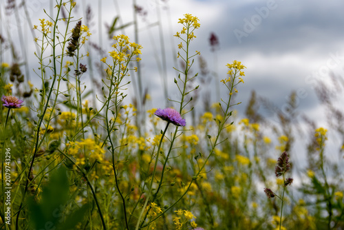 A vibrant summer meadow featuring purple scabiosa and yellow mustard flowers blooming under a cloudy sky in the countryside