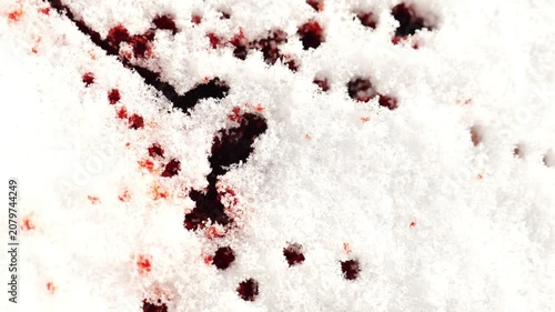 snow texture with blood stains. forensic blood patterns. blood droplets on icy surface. Blood drops on snow. 4k footage