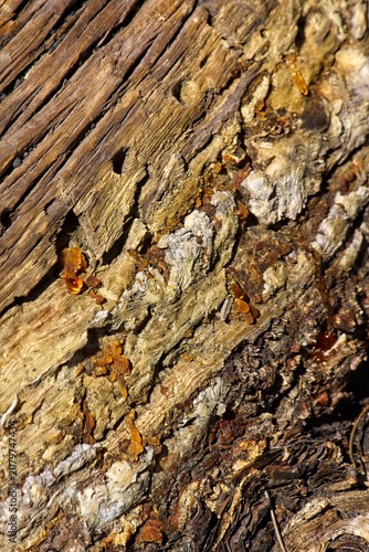 Tree sap seeping from an old pine tree root growing along the ground.  Sunset Crater Volcano National Monument, Bonito Lava Flow, Flagstaff,  Arizona.