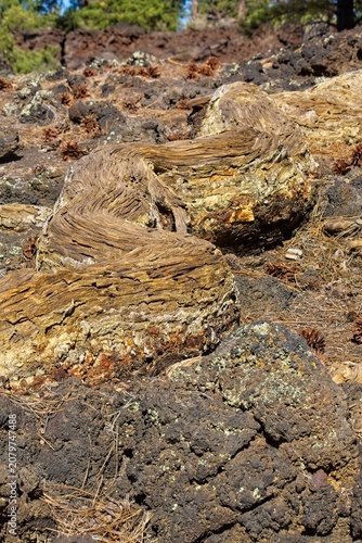 Old pine tree root snaking across the top of the ground. Sunset Crater Volcano National Monument, Bonito Lava Flow, Flagstaff,  Arizona.