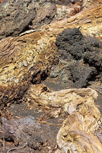 Old pine tree root snaking across the top of the ground. Sunset Crater Volcano National Monument, Bonito Lava Flow, Flagstaff,  Arizona.