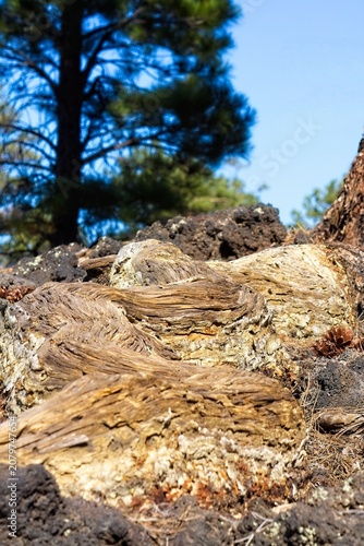 Old pine tree root snaking across the top of the ground. Sunset Crater Volcano National Monument, Bonito Lava Flow, Flagstaff,  Arizona.