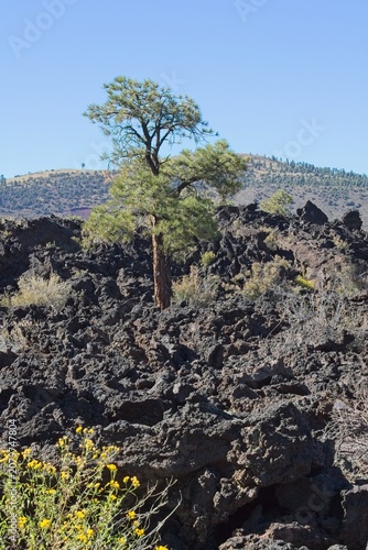 Lone pine tree on a basalt field. Sunset Crater Volcano National Monument, Bonito Lava Flow, Flagstaff,  Arizona. Yellow flowers are in the foreground.