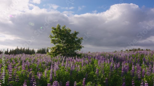 White flowered Rowan tree in a field of Lupine flowers lens flare Iceland summer