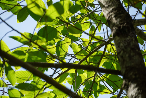 Sunlight filtering through vibrant green leaves on tree branches against blue sky
