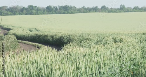 Winding country path in green wheat field near deciduous forest, agribusiness land investment and agronomy borders wide shot