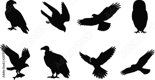Konstfotografi Birds of prey silhouette collection vector set of predatory raptors flying and p