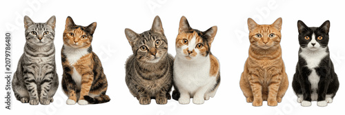 Fotografía Cute Domestic Cat Pairs Set isolated on White Background - Three Kitty Couples P