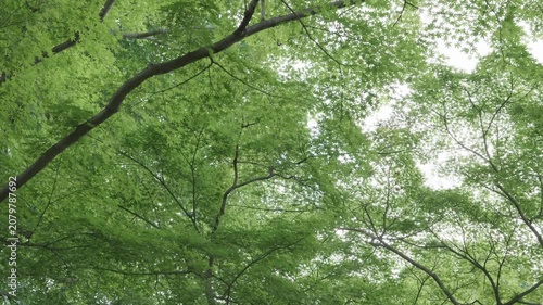 新緑の樹木