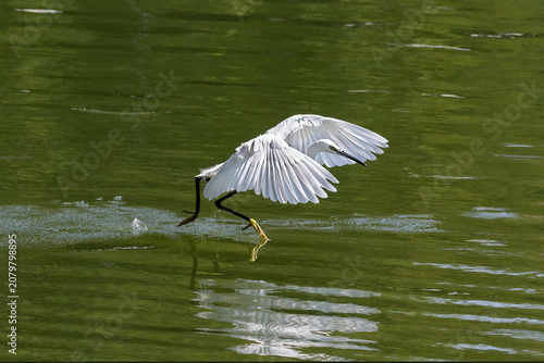 Snowy egret (Egretta thula) in flight over the lake in Lumphini Park, Bangkok, Thailand. Wings spread. 
