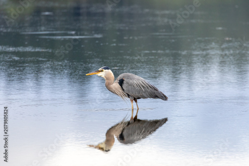 Foto Great blue heron stands in brackish water
