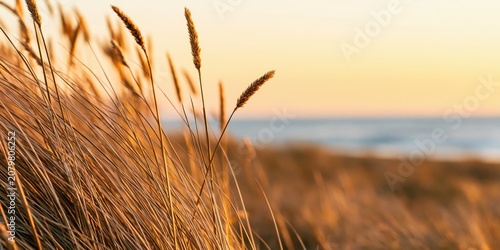 Grass swaying in a golden sunset on a coastal beach dune with a blurred ocean view