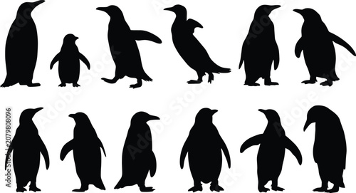 Tableau sur toile Collection of penguin silhouettes in various poses on a white background animal