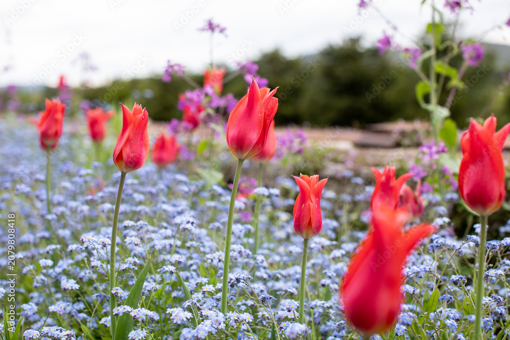Obraz premium Field of red tulips among purple and blue flowers
