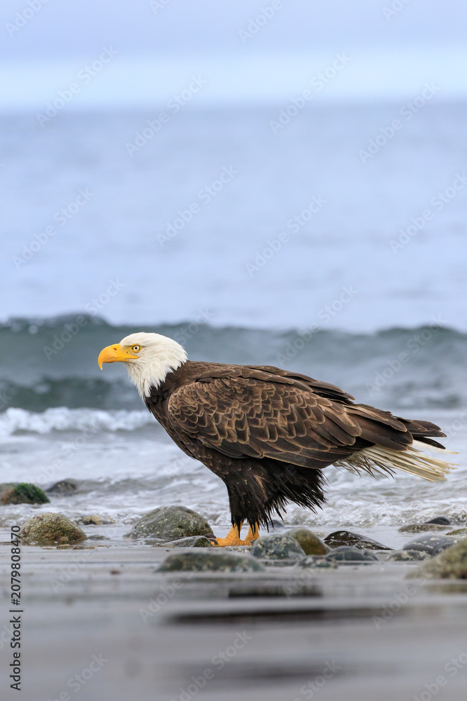 Fototapeta premium Bald eagle standing on the rocky shore