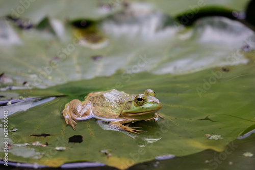 Bild auf Leinwand American bullfrog on a lily pad