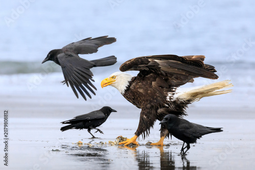 Принти на полотні Bald eagle defending catch from crows on a beach
