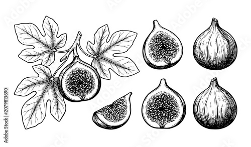 Whole and Sliced Fig Fruit Botanical Sketch Vector EPS10