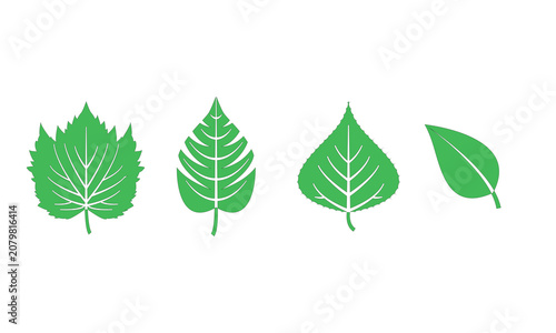 green leaves isolated on white background