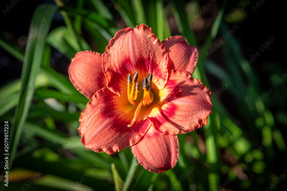 Obraz premium Vibrant Red Daylily Bloom With Yellow Throat and Stamens in Garden Setting