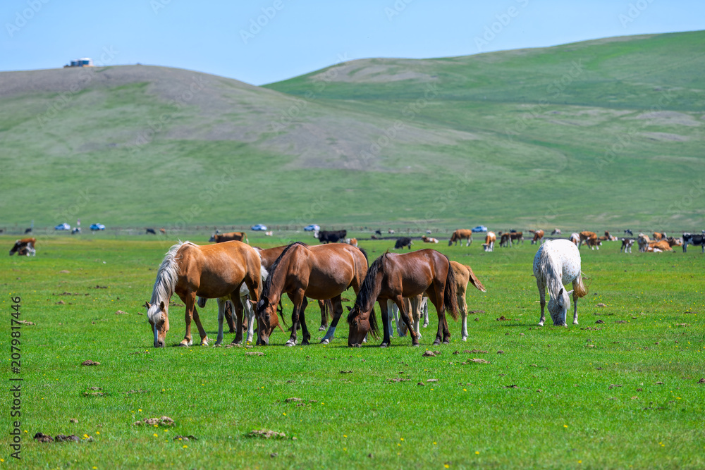 Fototapeta premium Scenic view of a herd of horses on the grassland in the Muerqile River Valley, Hulunbuir, Inner Mongolia, China