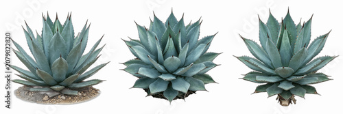Foto Set of Blue Agave Plants Isolated on White Background, Exotic Succulents for Des