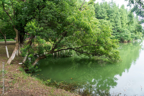 Fotografie Lush greener around the pond in the park