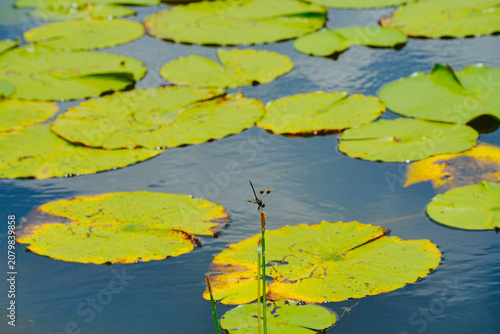 landscape of Lake Wales is a historic city in Polk County, Florida, highest point of Florida